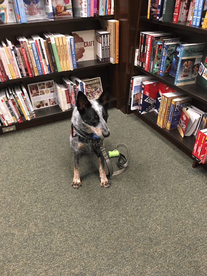 Service Dog training at Barnes & Noble