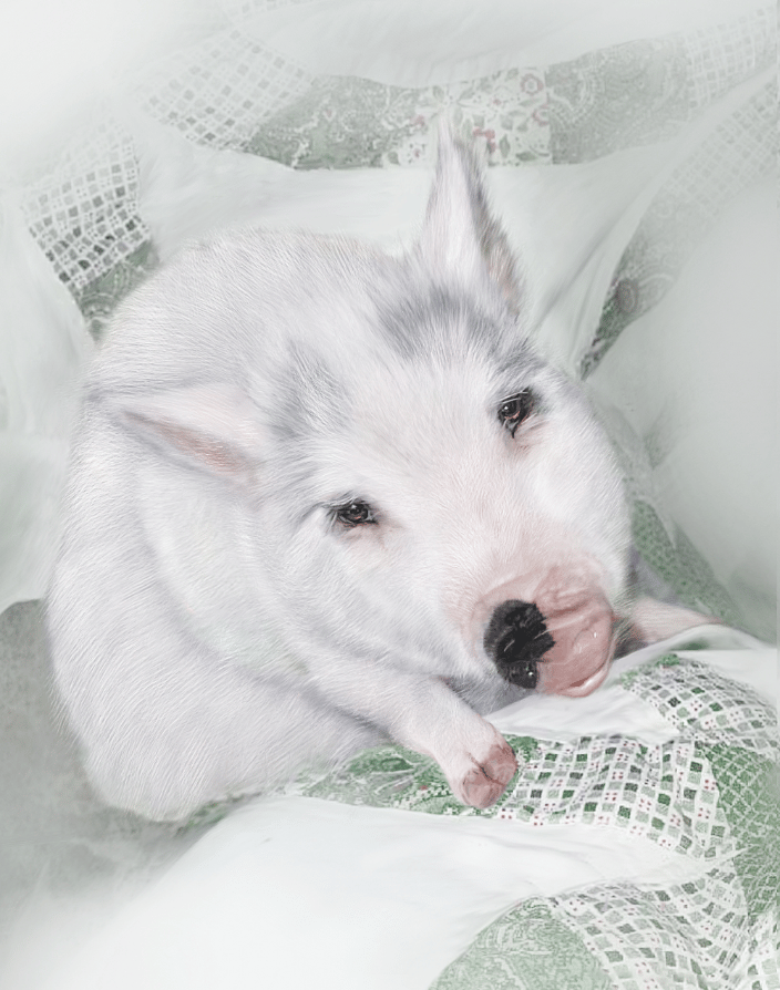 Tucker the Pig (digital painting on paper)