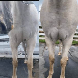 Before and After Massage Session