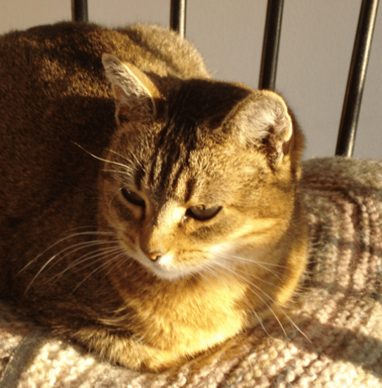 Abyssinian house cat