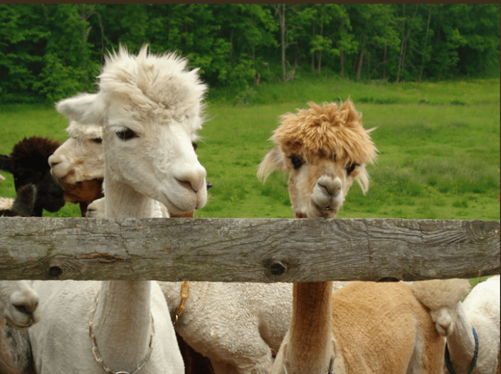 Alpacas