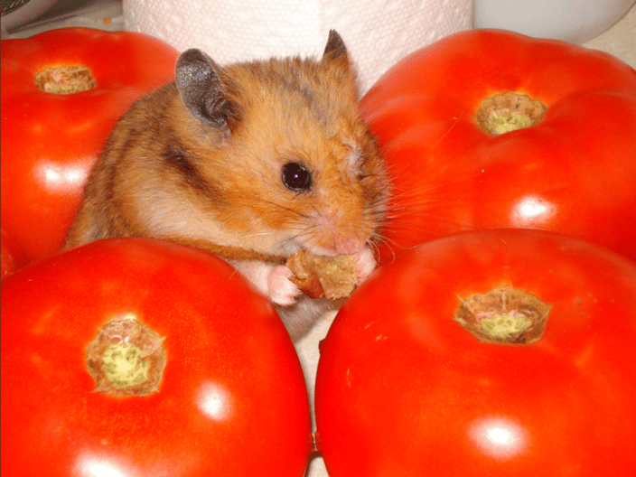 hamster