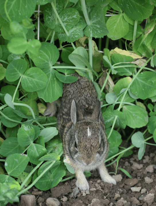 wild baby rabbit