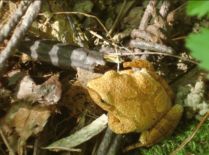 spring peeper frog