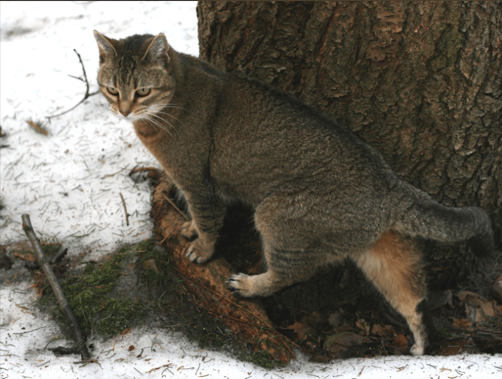 Abyssinian house cat