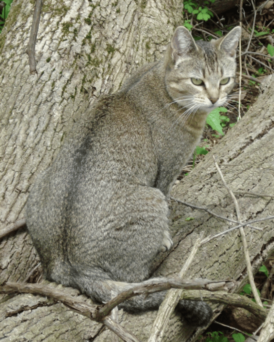 Abyssinian house cat