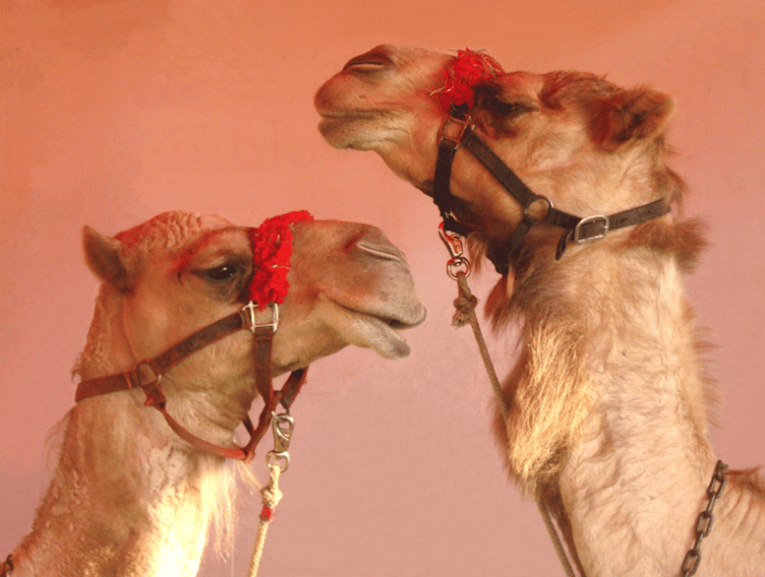 camels