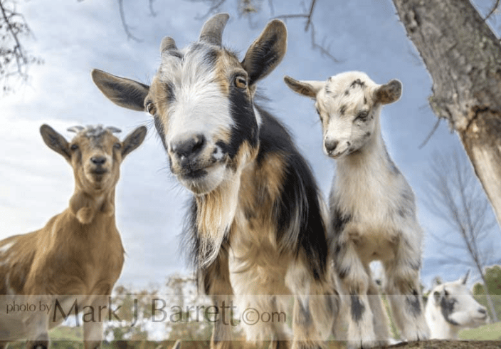 Nigerian Dwarf Goats