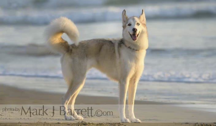Akita dog on beach