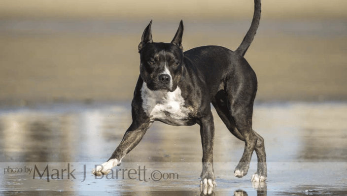 Staffordshire Bull Terrier