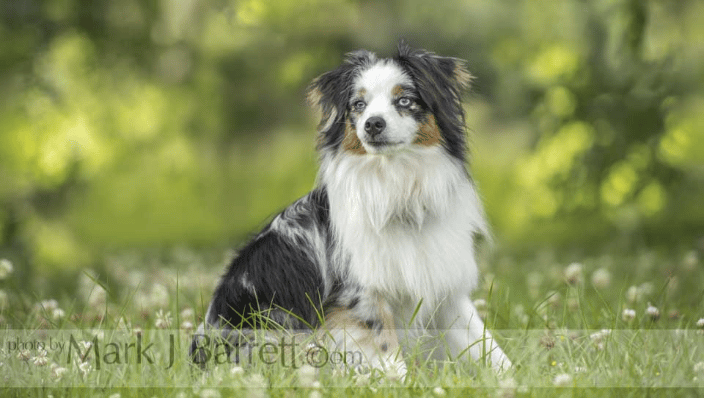 Miniature Austrailian Shepherd