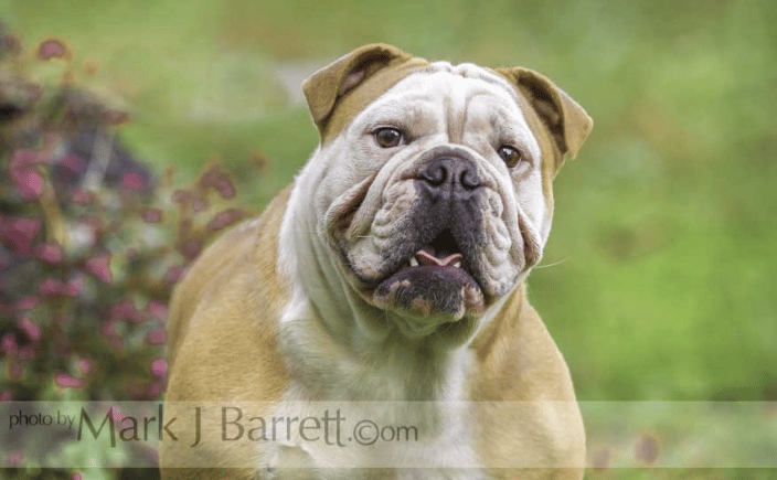 English or British Bulldog