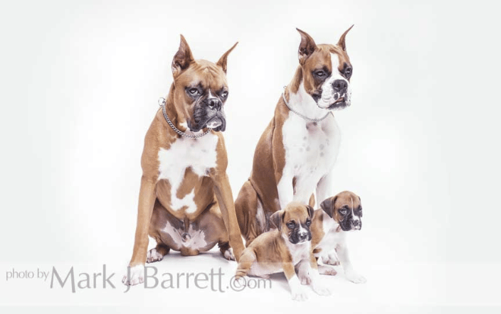 Boxer family portrait