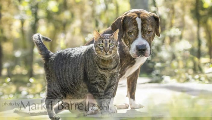 Tabby cat and Bulldog pals