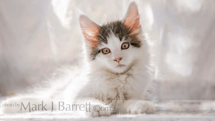 Maine Coon cat kitten
