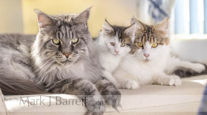 Maine Coon cat family