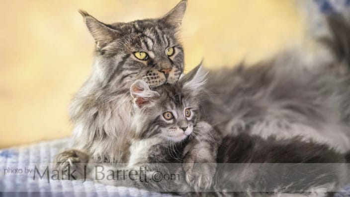 Male Maine Coon with kitten