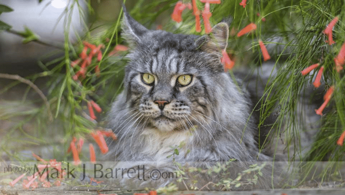 Maine Coon Cat