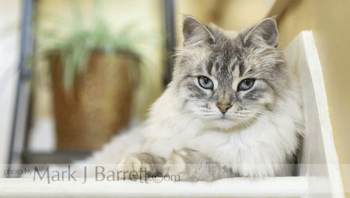 Female Siberian Cat