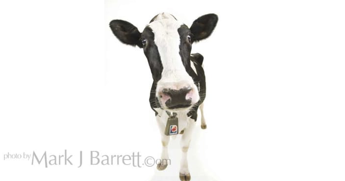 Dairy Cow pet