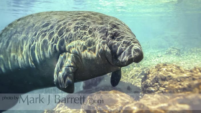 Manatee in Spring Water