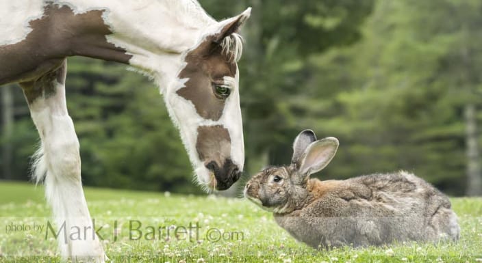 Flemish Giant Rabbit meets horse foal