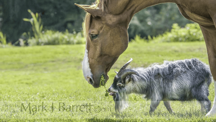 Stallion Horse With Goat