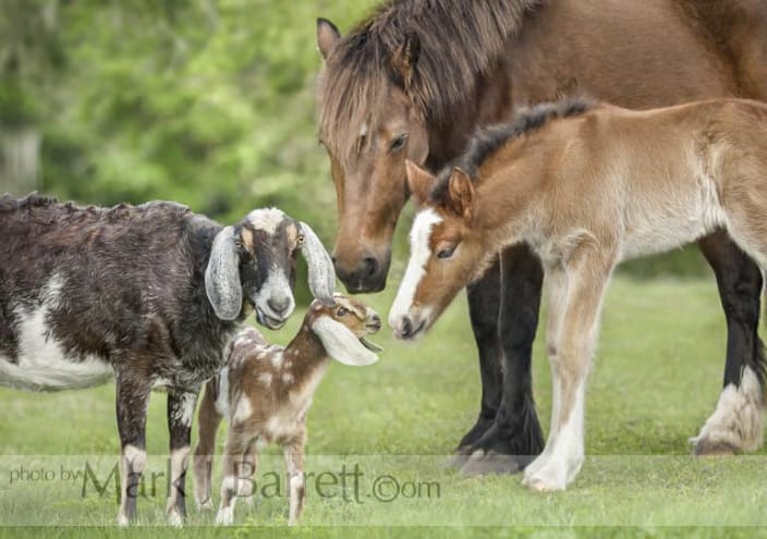 Nubian Goats and Fell Ponies