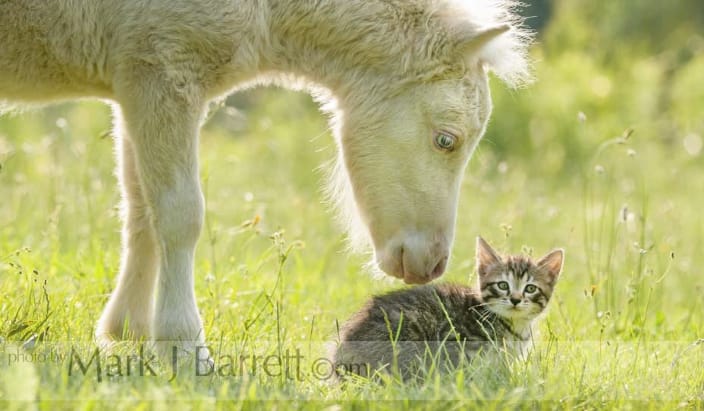 Miniature horse and kitten