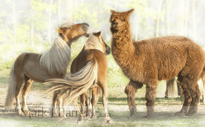 Miniature Horses with Alpaca buddy