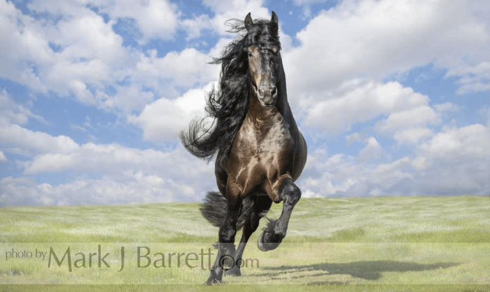 Friesian Horse Stallion
