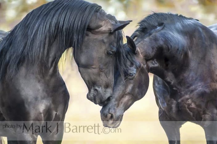 Friesian Horses Touch