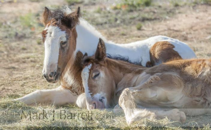 Gypsy Vanner Horse foals sleeping close
