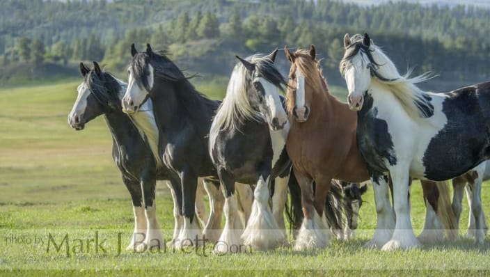 Gypsy Vanner Horse mares herd