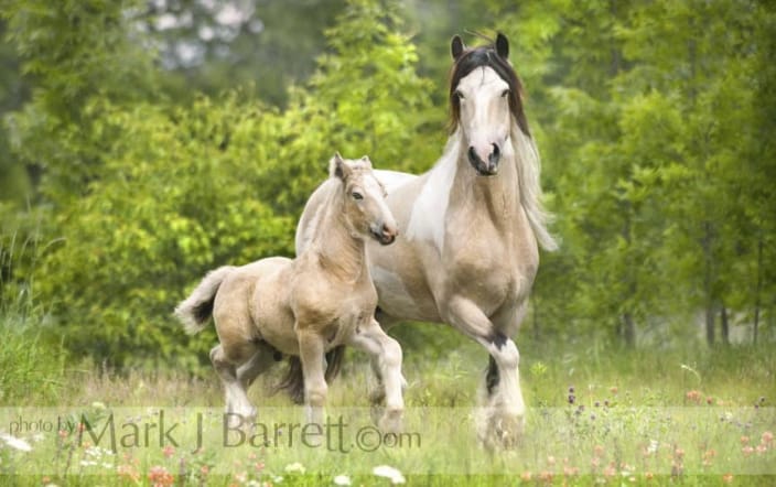 Gypsy Vanner mare with foal