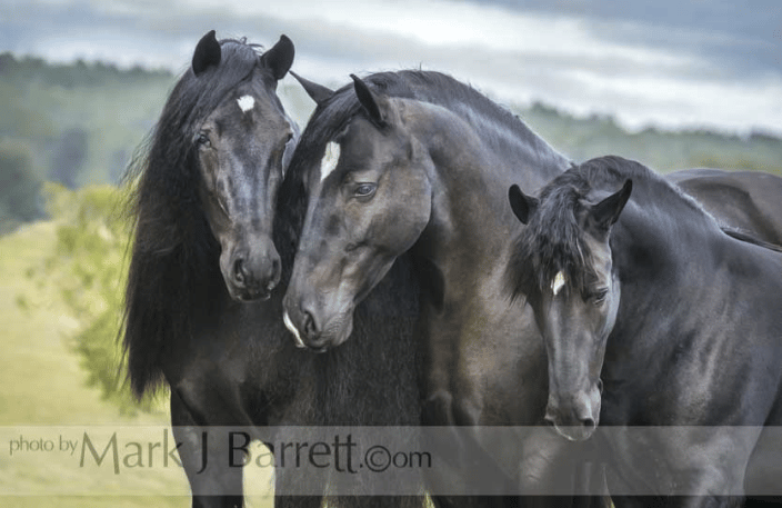 Gypsy Vanner Horse mare with 2 sister offspring
