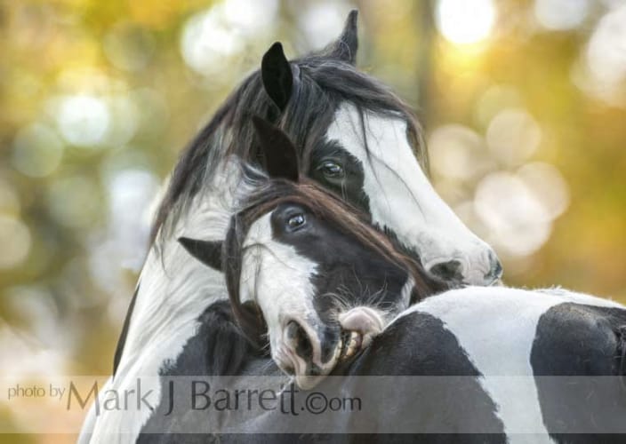 Gypsy Vanner Horse mares grooming