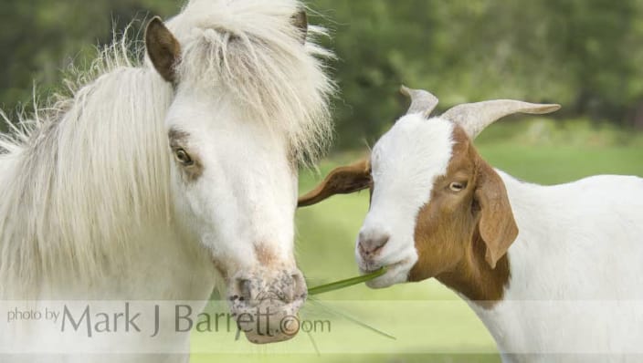 Miniature Horse and Goat buddy