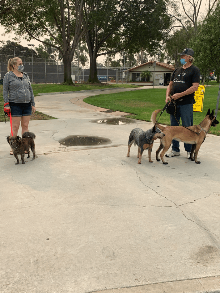 I use my dogs for some of the training.