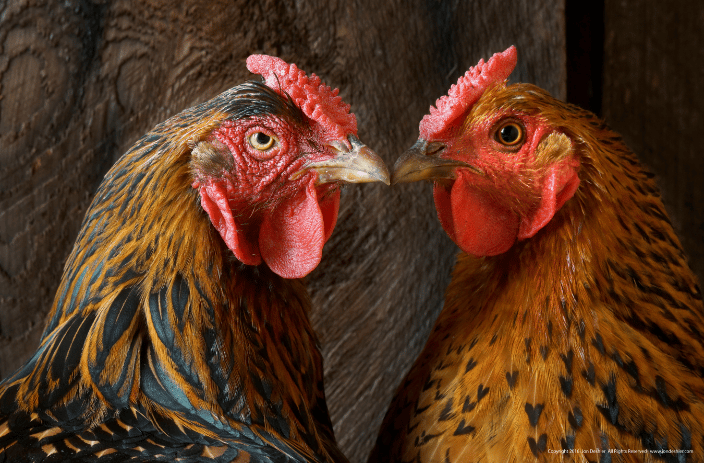 Two Hens