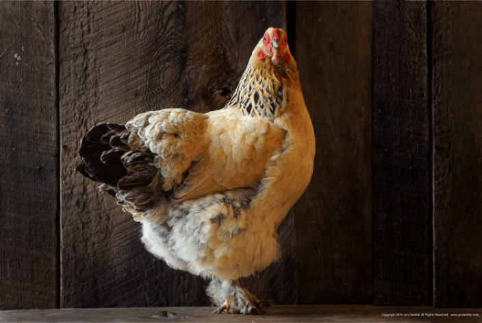 Hen Portrait