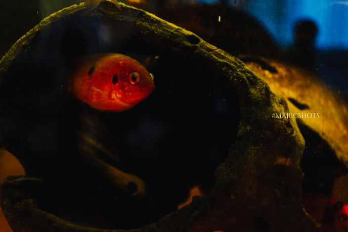 Fish