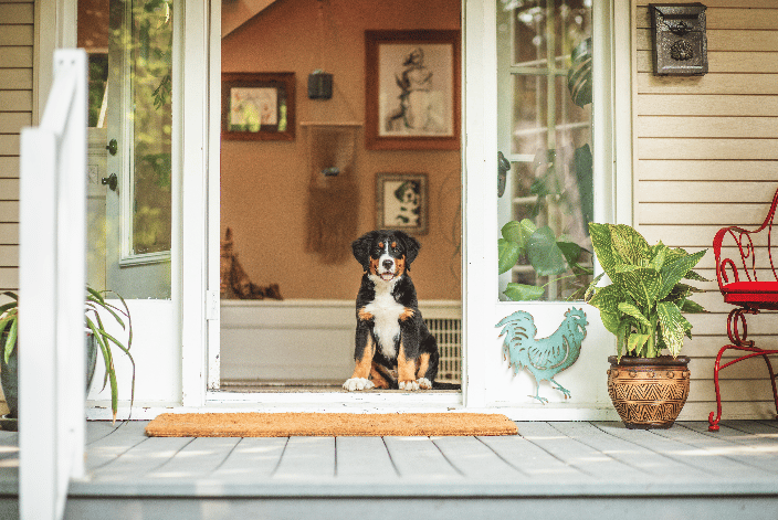 Bernese Mountain Dog puppy