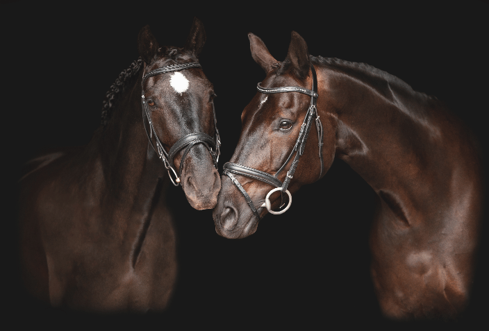 Two Warmblood geldings touching noses