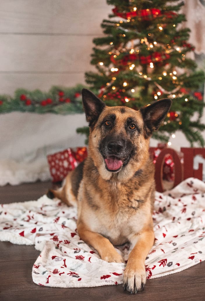 A German Shepherd Christmas photo