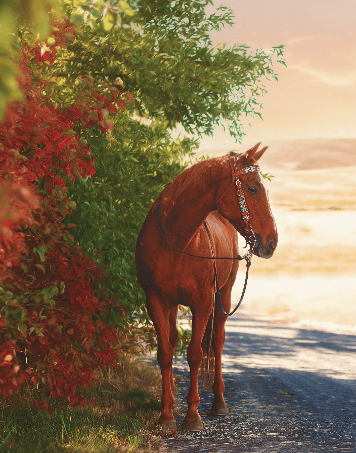 A Quarter Horse gelding