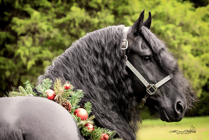 horse