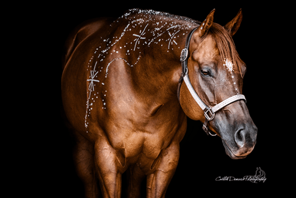 horse