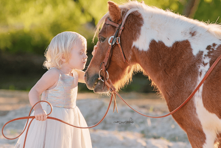 horse