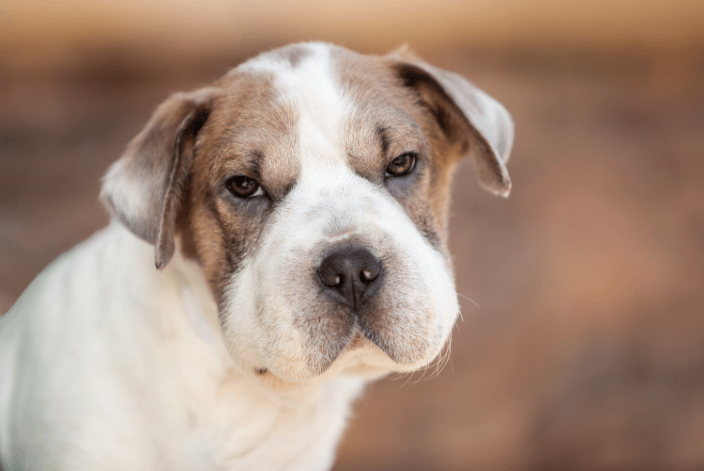 Dog Photography Portrait